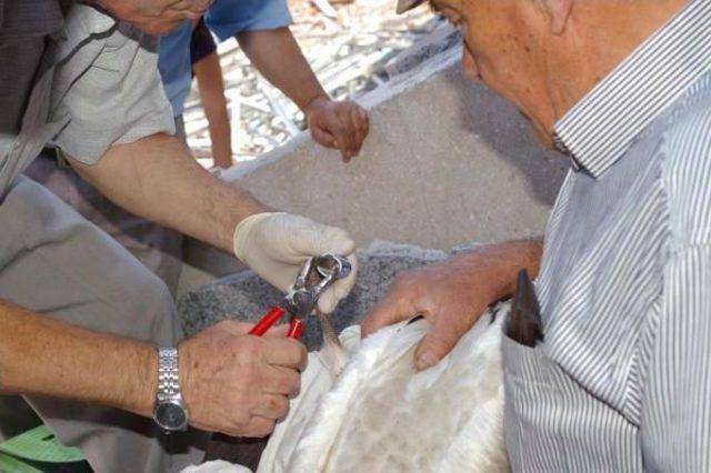 Sındırgı'da Yıkımı Geciktiren Leylek Yavrularına Halka Takıldı