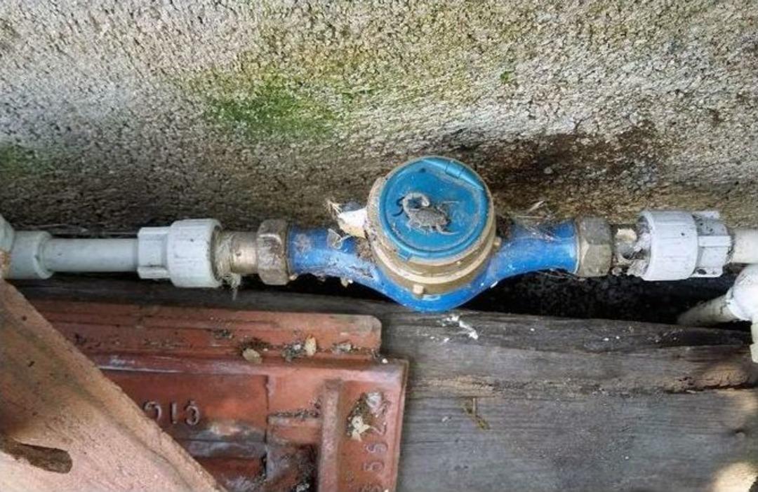 Saya&ccedil; Okumak İ&ccedil;in K&ouml;pek Ve Akreplerle M&uuml;cadele Ediyorlar