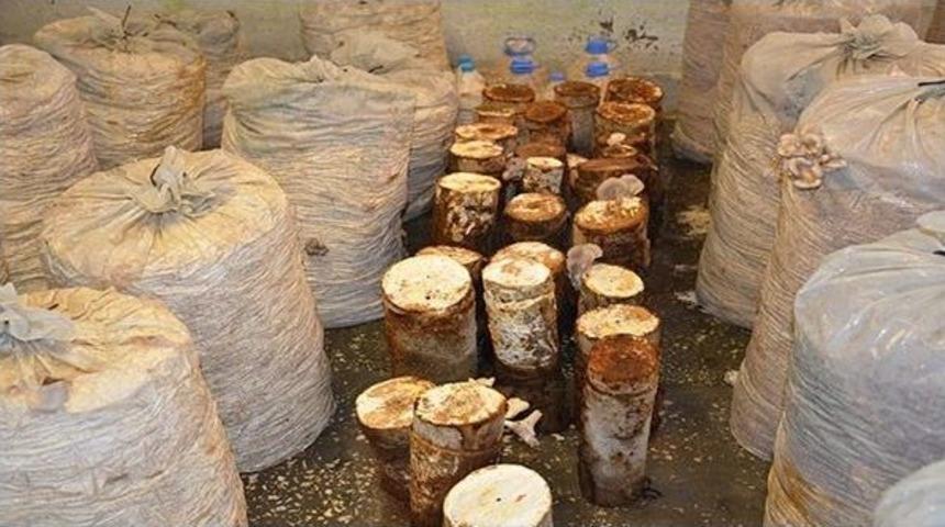 (özel Haber) Türkiye’de Mantar Üretimi Düşüyor