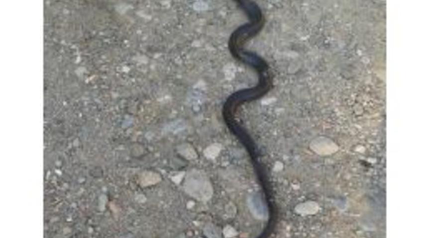 Ortaca&rsquo;da Dev Yılan Korkusu