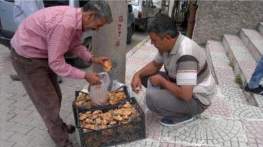 Yaz Ayında &Ccedil;ıkan Melki Mantarı Şaşırttı