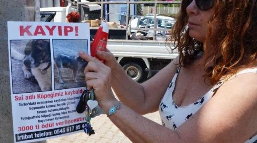 Köpeğini Bulana 3 Bin Lira Verecek