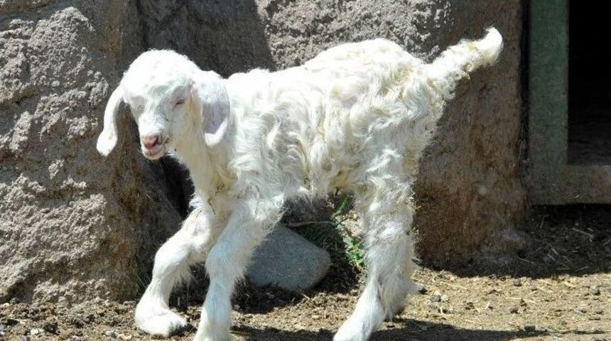 Ke&ccedil;i&ouml;ren Aquapark&rsquo;ta Oğlak Ve Geyik Yavruları D&uuml;nyaya Geldi