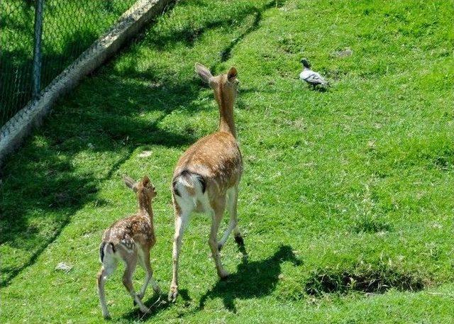 Keçiören Aquapark’ta Oğlak Ve Geyik Yavruları Dünyaya Geldi