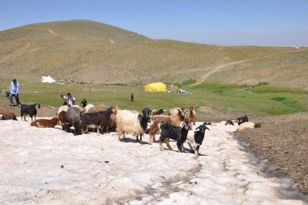 Hayvanlarını Serinletmek İ&ccedil;in Kar &Uuml;zerine &Ccedil;ıkarıyorlar