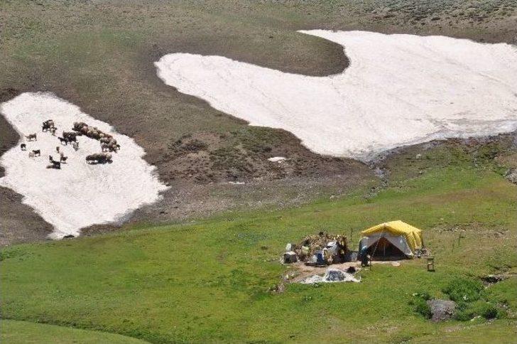 Hayvanlarını Serinletmek İçin Kar Üzerine Çıkarıyorlar G1