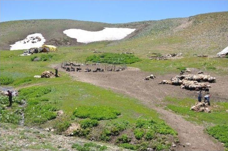 Hayvanlarını Serinletmek İçin Kar Üzerine Çıkarıyorlar G2