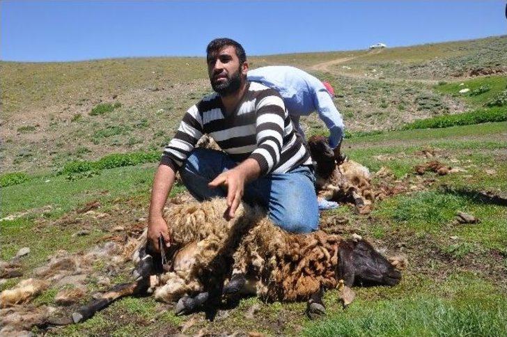 Hayvanlarını Serinletmek İçin Kar Üzerine Çıkarıyorlar G3