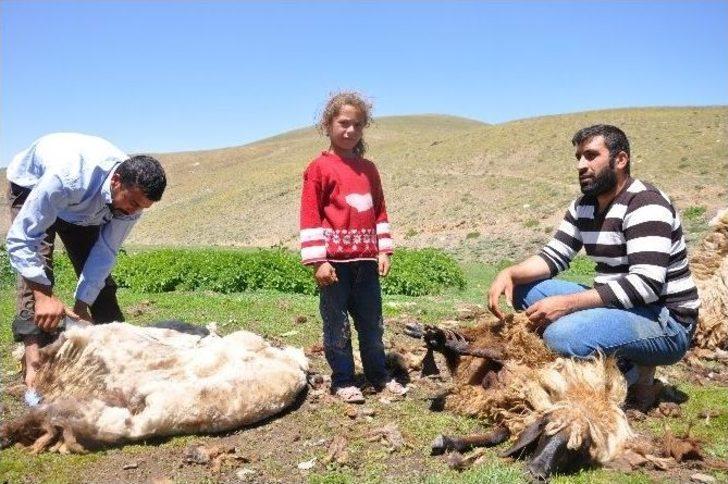 Hayvanlarını Serinletmek İçin Kar Üzerine Çıkarıyorlar G4