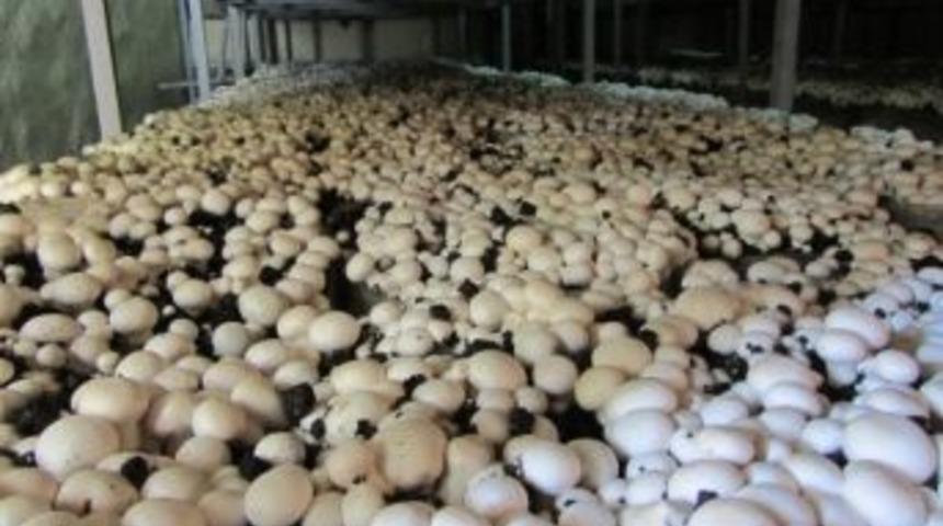 Korkuteli&rsquo;nde Mantar &Uuml;reticisi Zorda