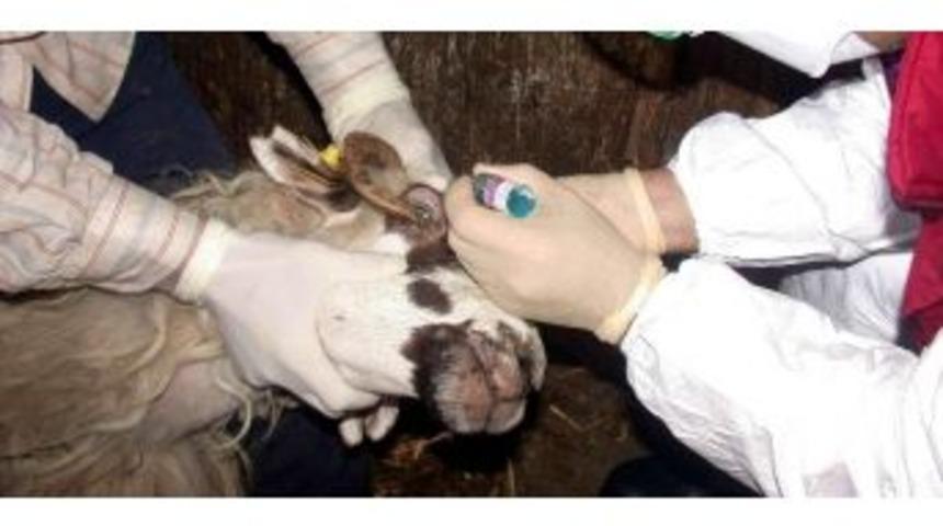 Ordu&rsquo;da Hayvanlarda Salgın Hastalık