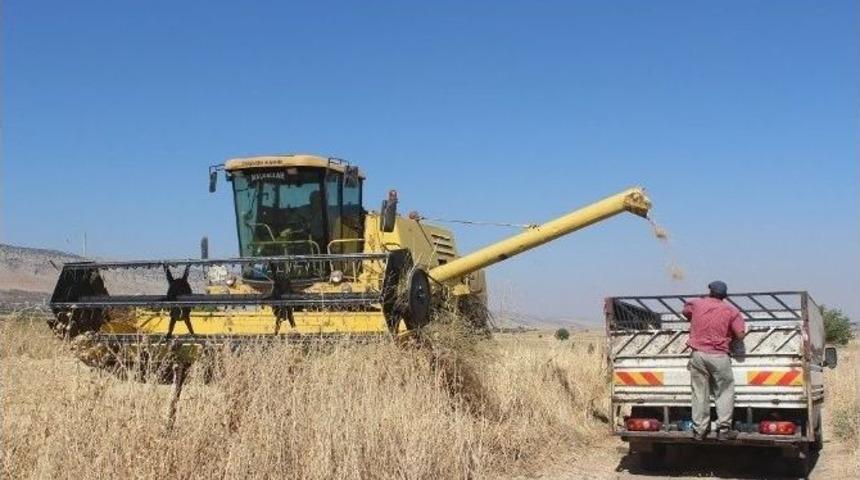 Tahıl Hasat Mevsiminde Sona Doğru