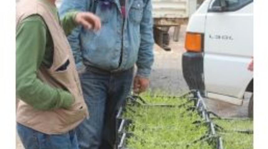 Tıbbi Aromatik Bitki Yetiştiricilerine Dekara 100 Liralık Destek