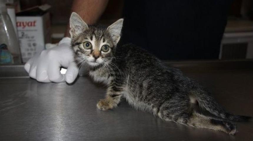 Yaralı Kediyi Har&ccedil;lıklarıyla Veterinere G&ouml;t&uuml;rd&uuml;ler