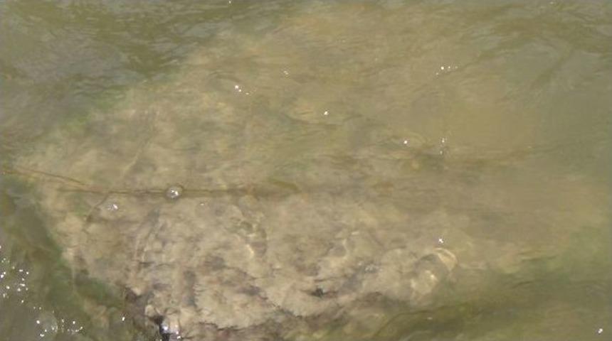 Kars &Ccedil;ayı&rsquo;ndaki Kirlilik Vatandaşları Rahatsız Ediyor