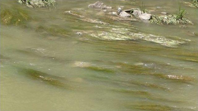 Kars Çayı’ndaki Kirlilik Vatandaşları Rahatsız Ediyor