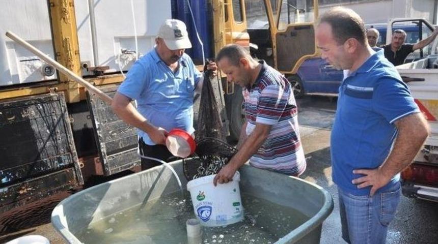 Ankara&rsquo;daki G&ouml;letlere 150 Bin Yavru Sazan Bırakıldı