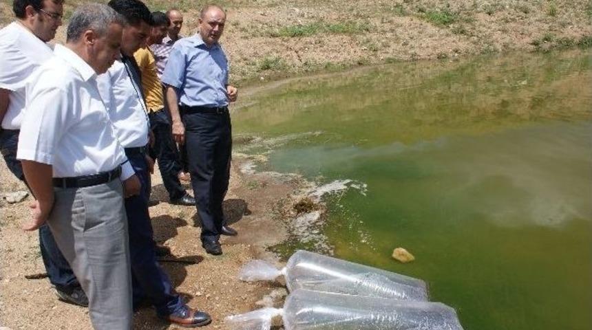 Kırıkkale&rsquo;de Cinali G&ouml;letine 20 Bin Yavru Balık Bırakıldı