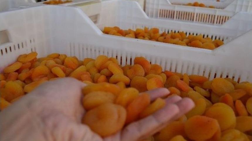 2015 Yılının İlk Kuru Kayısı Mahsul&uuml; G&ouml;r&uuml;c&uuml;ye &Ccedil;ıktı