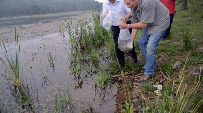 Topuk Yaylası G&ouml;letine 10 Bin Sazan Balığı Bırakıldı