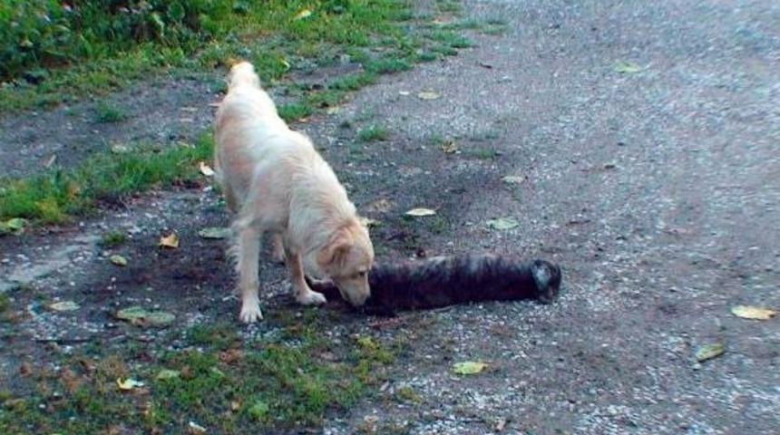 Yavrusu &Ouml;len Sokak K&ouml;peğinin Y&uuml;rek Burkan G&ouml;r&uuml;nt&uuml;leri