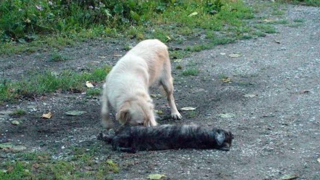 Yavrusu Ölen Sokak Köpeğinin Yürek Burkan Görüntüleri