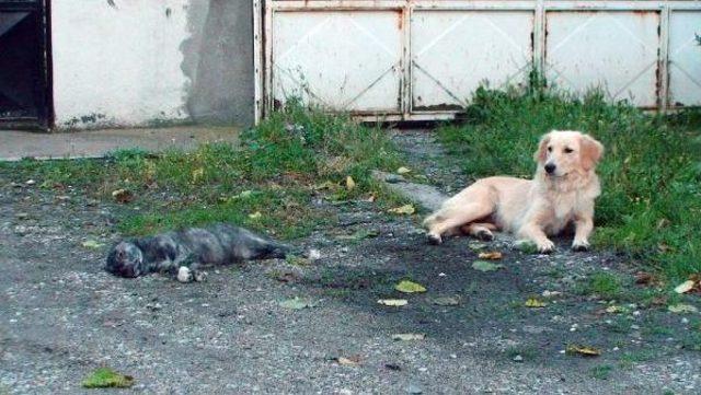 Yavrusu Ölen Sokak Köpeğinin Yürek Burkan Görüntüleri