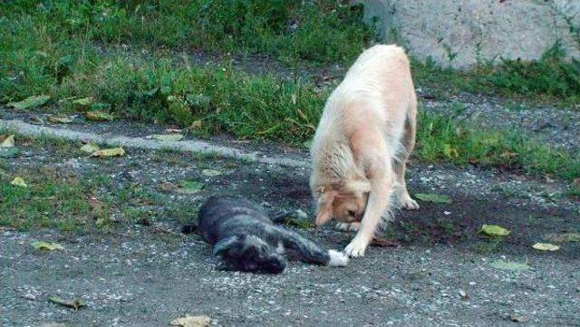 Yavrusu Ölen Sokak Köpeğinin Yürek Burkan Görüntüleri