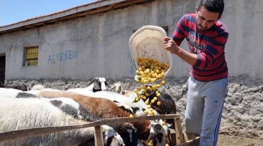 Satılamayan Beyaz Kirazlar Koyunlara Yem Oldu