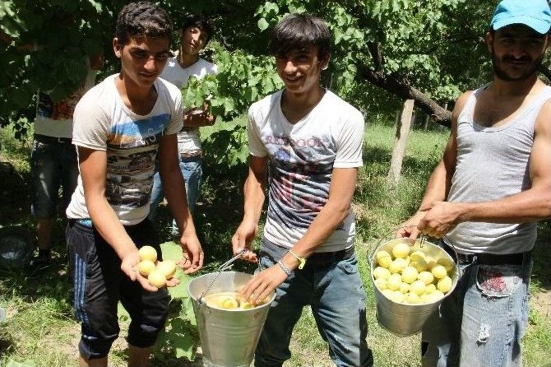 Ramazan&rsquo;da 35 Derece Sıcakta Kayısı Hasadı Yapıyorlar