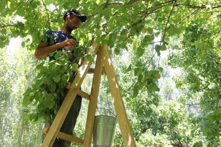Ramazan’da 35 Derece Sıcakta Kayısı Hasadı Yapıyorlar G1