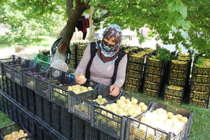 Ramazan’da 35 Derece Sıcakta Kayısı Hasadı Yapıyorlar G2