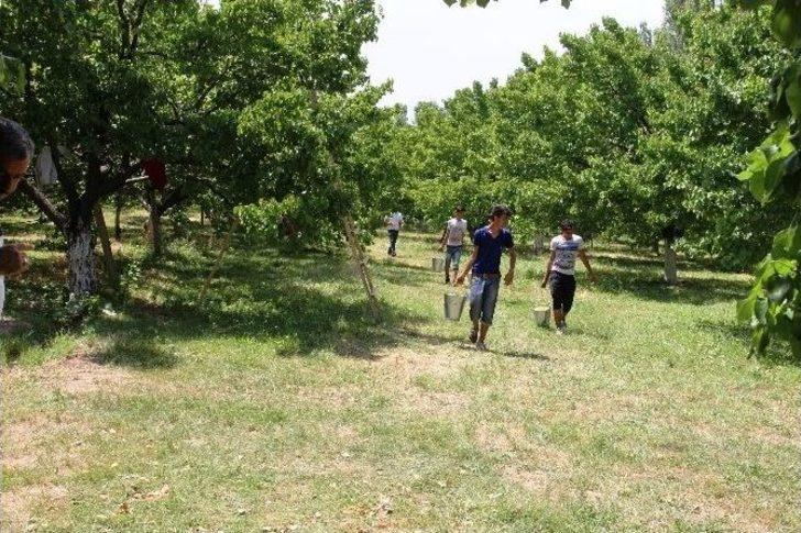 Ramazan’da 35 Derece Sıcakta Kayısı Hasadı Yapıyorlar G3