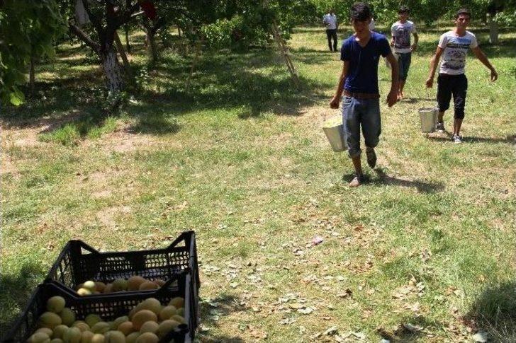 Ramazan’da 35 Derece Sıcakta Kayısı Hasadı Yapıyorlar G4
