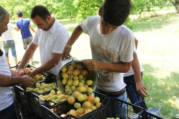 Ramazan’da 35 Derece Sıcakta Kayısı Hasadı Yapıyorlar G5