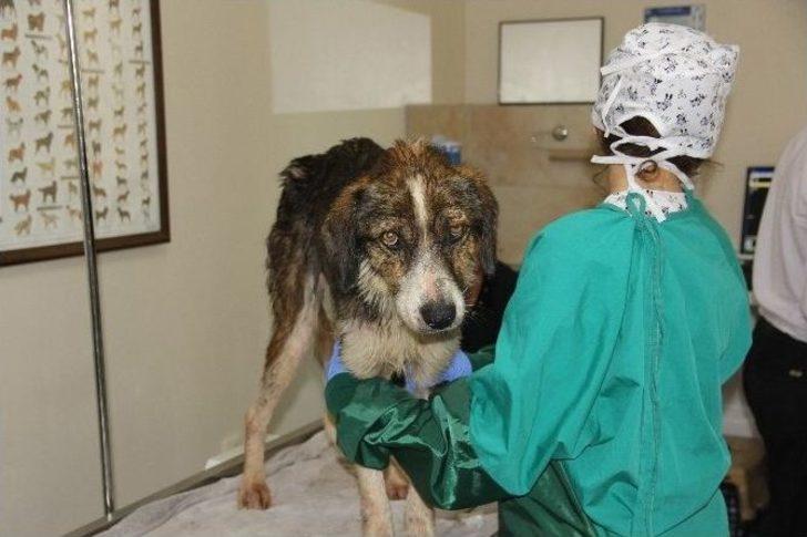 Hayvan Barınağında Bakım Rezaleti İddiası G1