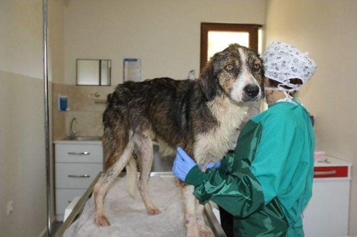 Hayvan Barınağında Bakım Rezaleti İddiası G2