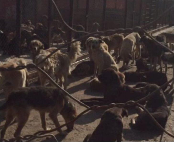 Hayvan Barınağında Bakım Rezaleti İddiası G4