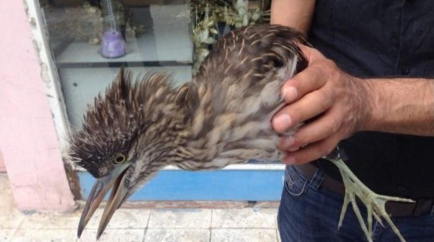 &Ccedil;arşıda Yakalanan Balık&ccedil;ıl Kuşu Emin Ellerde