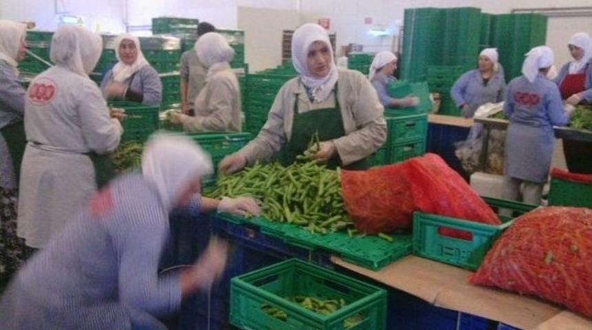 Bozüyük’te Bakla Ve Bezelye Hasadı Sona Erdi