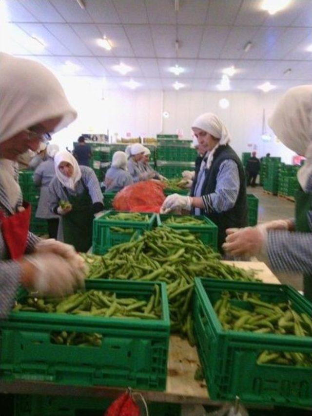 Bozüyük’te Bakla Ve Bezelye Hasadı Sona Erdi