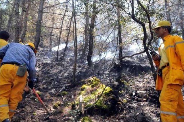 Bodrum'da Orman Yangını