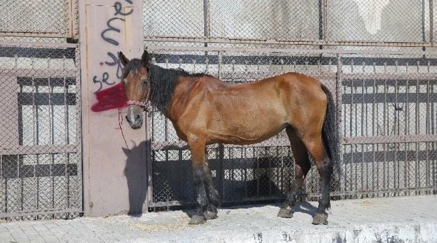 Halk Sağlığını Hi&ccedil;e Sayanlar Yakalandı