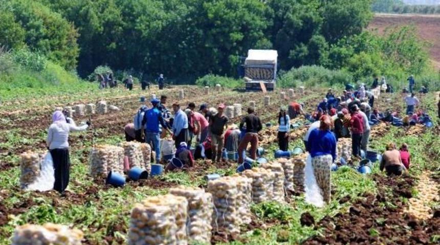 Prof. Dr. G&uuml;l&ccedil;ubuk: T&uuml;rkiye'de 1 Milyonun &Uuml;zerinde Gezici Tarım Iş&ccedil;isi Var