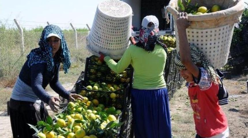 Tarım Iş&ccedil;isi &Ccedil;ocuklar Okula Gitmiyor, G&uuml;nde 9 Saat &Ccedil;alışıyor