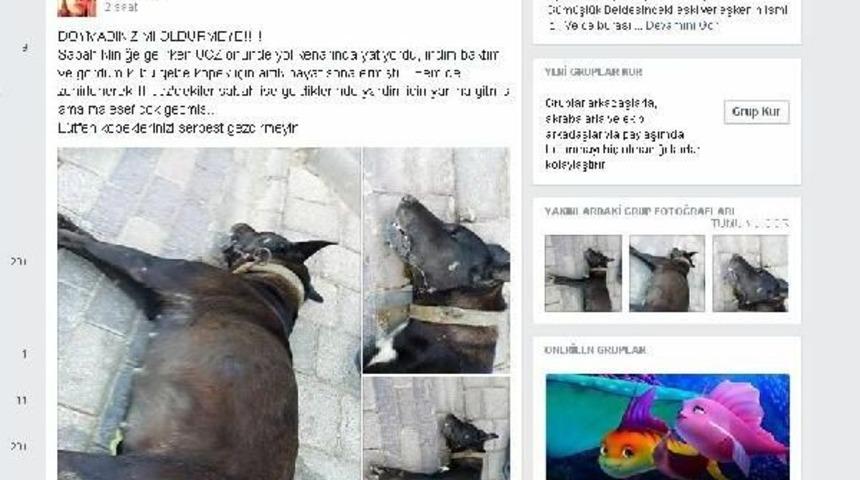 Bodrumlu Veterinerden K&ouml;pek &Ouml;l&uuml;mlerine Tepki