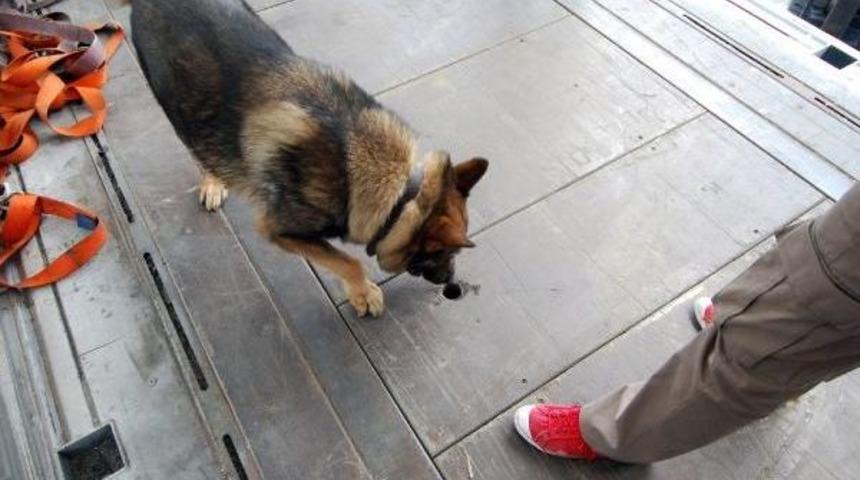 Fas &Uuml;retimi Esrar Fırtına'dan Ka&ccedil;madı