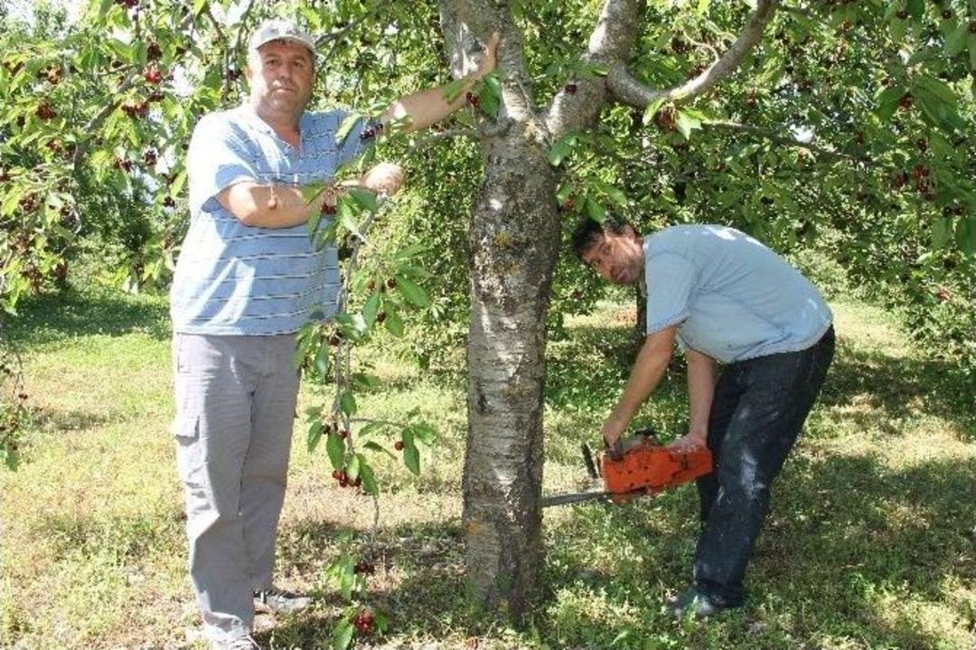 &Ccedil;ift&ccedil;iler Kiraz Ağa&ccedil;larını Kesiyor