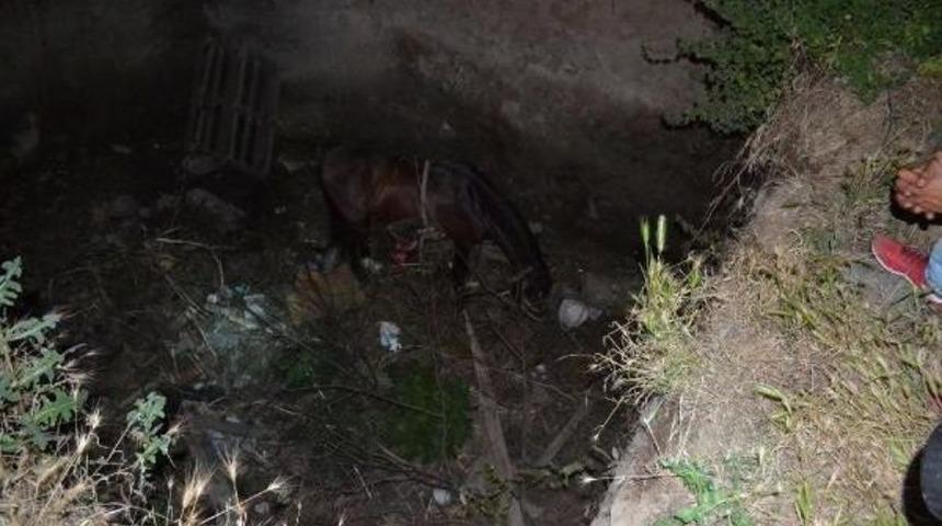 &Ccedil;ukura D&uuml;şen At Vin&ccedil;le Kurtarıldı