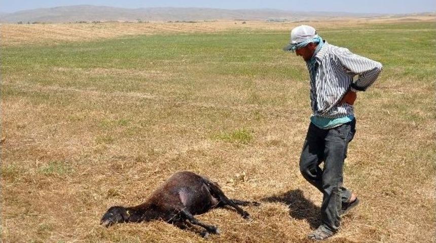 Muş&rsquo;ta Kurtlar S&uuml;r&uuml;ye Daldı, 30 Koyun Telef Oldu